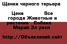 Щенки черного терьера › Цена ­ 35 000 - Все города Животные и растения » Собаки   . Марий Эл респ.